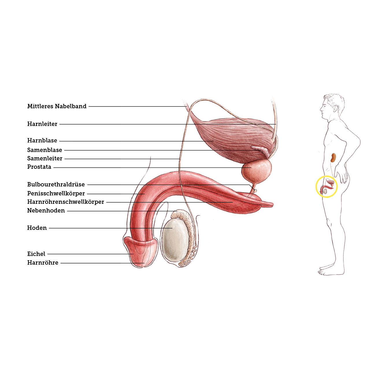 Urogenitalsystem Mann